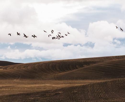 birds flying over brown rolling hills